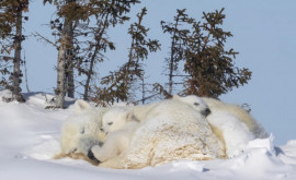 Un fotograf a prins imagini senzaționale cu o familie de urși polari la 45 de grade