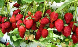 Ce soiuri de căpșuni sînt mai bune și mai profitabil de cultivat în Moldova