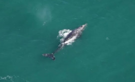În oceanul Atlantic a fost descoperită o balenă gigantică considerată dispărută de 200 de ani