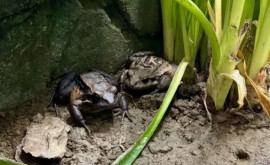 В одном из европейских зоопарков родились невероятно редкие лягушата