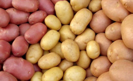 Как изменились цены на картофель в Молдове