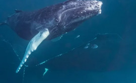 Тихий океан уже лишился тысяч горбатых китов