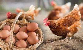 Cîte companii moldovenești ar putea exporta carne de pasăre și ouă în UE