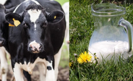 Moldova își propune să crească semnificativ producția internă de lapte