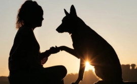 Ученые рассказали что общение с собаками стимулирует мозговую деятельность человека