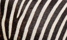 În Japonia vacile negre se vopsesc pentru a arăta ca zebrele