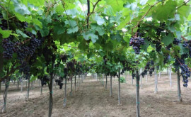 Что нужно учитывать при субсидировании виноградников в Молдове
