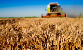 Care sînt prognozele pentru recoltele culturilor agricole în acest an