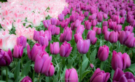 Остров тюльпанов будет открыт в Ботаническом саду