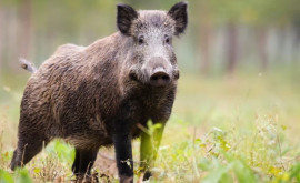 A fost înregistrat un caz de Pestă porcină africană la mistreț