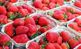 Primele căpșuni autohtone au apărut în vînzare Cît costă un kg