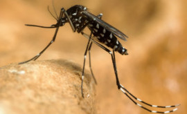 Record de cazuri de febră dengue în Franţa 