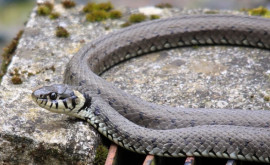 Какие интересные признаки обнаружили эксперты у змей
