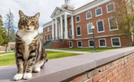 Universitatea din Vermont ia conferit un titlu de onoare unei pisici