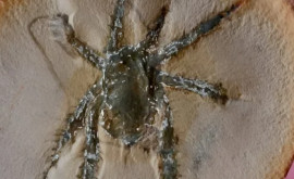 Oamenii de știință au descoperit un păianjen care avea o caracteristică unică