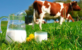 În 2016 jumătate din exportul de lapte din Ucraina a revenit Moldovei