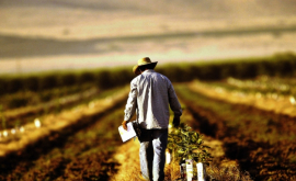 În 2017 agricultorii vor beneficia de subvenții mai mari
