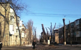 Еще одна улица столицы осталась без деревьев ВИДЕО