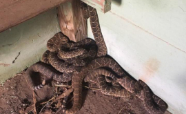 Семью спасли от 24 гремучих змей ФОТО