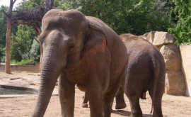 În Africa de Sud un elefant a urmărit turiștii cîțiva kilometri VIDEO