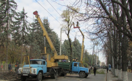Alți 250 de arbori de pe bulevardul Ștefan cel Mare vor fi tăiați VIDEO