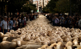 Итальянские фермеры привезли овец на акцию протеста