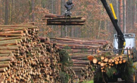 Belarus va spori livrările de produse lemnoase în Moldova