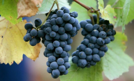 Suprafaţa plantaţiilor viticole va fi extinsă