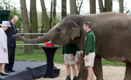Regina a hrănit un elefant 