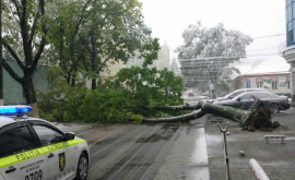 UPDATE Упавшие деревья раздавили несколько машин ФОТО ВИДЕО