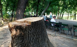 Обращение по поводу вырубки деревьев в Рышканском парке в процессе рассмотрения