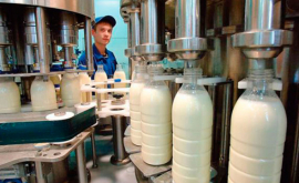 Почти половина украинского экспорта молока пришлась на Молдову