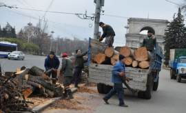 Двух сотен деревьев лишится Балканское шоссе