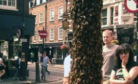 INVAZIA ALBINELOR in Londra Mii de albine au ATACAT centrul orasului VIDEO
