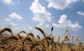 Politica de subvenționare a agricultorilor din Moldova pentru următorii 5 ani a fost aprobată