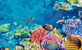Savanții Marea Barieră de Corali deja nu mai poate fi salvată