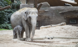 La Grădina Zoologică din Moscova sa născut un pui de elefant 