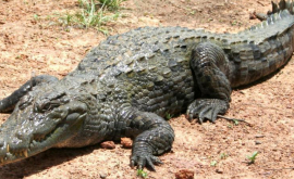 Un bărbat a scăldat un crocodil lîngă copiii care se odihnesc la Marea Neagră