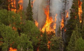 Stare de urgență în Canada din cauza arderii pădurilor FOTO