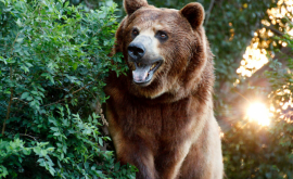 В летнем лагере в Колорадо медведь напал на подростка