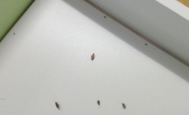 В двух столичных детских садах обнаружили тараканов