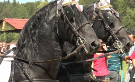 В селе Бравича прошёл первый фестиваль лошадей и повозок