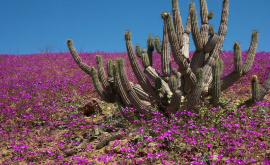 В Чили расцвела самая засушливая пустыня в мире ВИДЕО