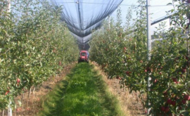 Noi destinații pe harta exporturilor producției moldovenești de fructe și legume
