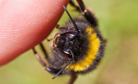 O moldoveancă în şoc anafilactic după ce a fost înţepată de o albină