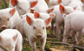 ANSA În Moldova nu sînt focare de pestă porcină africană