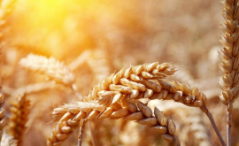 Producția mondială de cereale poate atinge un nou nivel maxim istoric