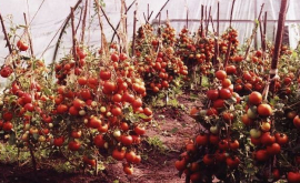 Cultivarea roșiilor după metoda Maslov roadă de 8 ori mai înaltă