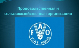 FAO va continua să sprijine dezvoltarea agriculturii în Moldova
