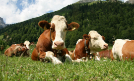 Moldova va îmbunătăţi resursele genetice ale vacilor de lapte